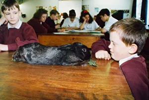 This rabbit was found hopping around the caretakers garden at Eston Park School This rabbit was found hopping around the caretakers garden at Eston Park School