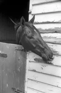 Race Horse Ocean King in his stables April 1975 75-2082-004 Race Horse Ocean King in his stables April 1975 75-2082-004