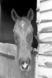 Race Horse Ocean King in his stables April 1975 75-2082-005 Race Horse Ocean King in his stables April 1975 75-2082-005