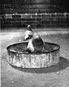 Racing pigeon champion scout enjoys a shower bath in his new luxury home with Racing pigeon champion scout enjoys a shower bath in his new luxury home with