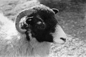 Ram on the Yorkshire Dales, Sunday 24th October 1982 Ram on the Yorkshire Dales, Sunday 24th October 1982