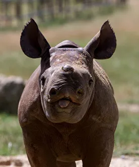 Rare black rhino born at Port Lympe Zoo she is six weeks old Rare black rhino born at Port Lympe Zoo she is six weeks old