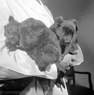 A rare trio of puppies just three weeks old, born from a test tube as a result of A rare trio of puppies just three weeks old, born from a test tube as a result of