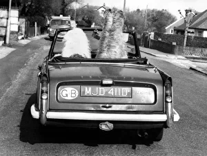 Ready for the off, Kelly the lofty Irish Wolfhound and Maxi the Old English Sheepdog Ready for the off, Kelly the lofty Irish Wolfhound and Maxi the Old English Sheepdog