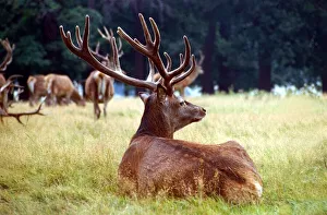 Red Deer lying down in the grass out in the fields September 1979 Red Deer lying down in the grass out in the fields September 1979