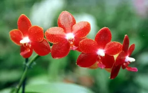 Red Moth Orchid May 1999 at the McBean Nursery Cooksbridge East Sussex Red Moth Orchid May 1999 at the McBean Nursery Cooksbridge East Sussex