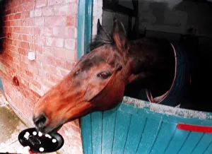 Red Rum with his favourite titbit Polo mints Red Rum with his favourite titbit Polo mints
