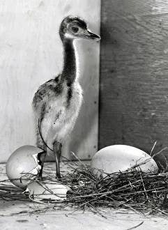 Rhea chick, a rare type of Ostrich at Birdworld, Surrey Rhea chick, a rare type of Ostrich at Birdworld, Surrey