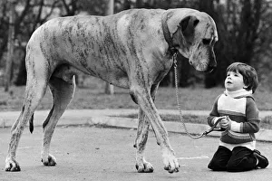 Richard Donovan and Dansas the Great Dane dog 1980 Richard Donovan and Dansas the Great Dane dog 1980