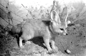 Rommella the desert fox February 1972 72-1465-028 Rommella the desert fox February 1972 72-1465-028