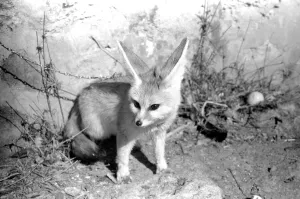 Rommella the desert fox February 1972 72-1465-029 Rommella the desert fox February 1972 72-1465-029
