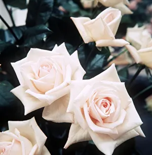 Roses at the Royal National Rose Show - July 1971 at Alexandra Palace Roses at the Royal National Rose Show - July 1971 at Alexandra Palace