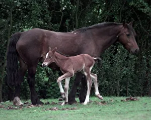 Rosie the horse with her foal at Walsall Wood Rosie the horse with her foal at Walsall Wood