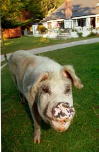 Rosie the pig who roams the New Forest in Hampshire September 1991 A©Mirrorpix Rosie the pig who roams the New Forest in Hampshire September 1991 A©Mirrorpix