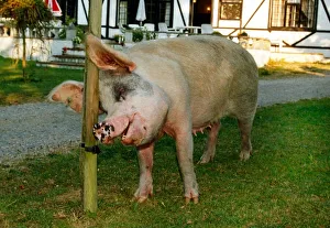 Rosie the pig who roams the New Forest in Hampshire seen here scratching herself against Rosie the pig who roams the New Forest in Hampshire seen here scratching herself against