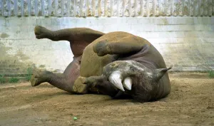 Rosie the Back Rhino rolls in dust August 1999 as the heatwave continues the animals at Rosie the Back Rhino rolls in dust August 1999 as the heatwave continues the animals at