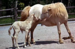 Royal cream pony called Hope playing with her seven day old foal at Blackpool Zoo June Royal cream pony called Hope playing with her seven day old foal at Blackpool Zoo June
