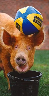 Ruby the Tamworth pig enjoying a bit of football Ruby the Tamworth pig enjoying a bit of football