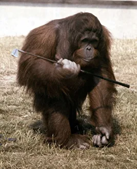 Sabbah the Orang Utan playing with golf clubs at Blackpool Zoo July 1979 A© Sabbah the Orang Utan playing with golf clubs at Blackpool Zoo July 1979 A©