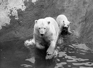 Sally the mother bear tries to set an example, and lead her cub into the water Sally the mother bear tries to set an example, and lead her cub into the water