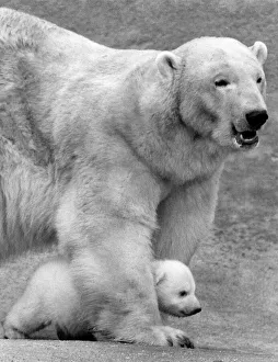Sally the polar bear shows off her latest cub Paddiwack to the await press at London Zoo Sally the polar bear shows off her latest cub Paddiwack to the await press at London Zoo