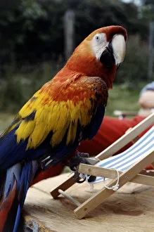 Sam the 2 year old American macaw perched on a deckchair July 1979 Sam the 2 year old American macaw perched on a deckchair July 1979