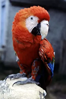 Sam the 2 year old American macaw perched on a deckchair July 1979 Sam the 2 year old American macaw perched on a deckchair July 1979