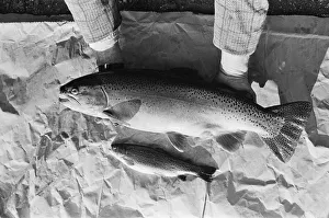 Sam Holland trout farming. 13th February 1976 Sam Holland trout farming. 13th February 1976