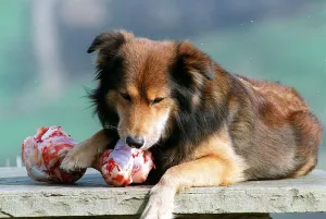 Sammy the Dog chewing on bone May 1998 eating bone Sammy the Dog chewing on bone May 1998 eating bone