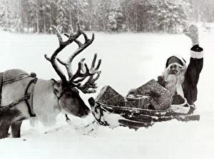 Santa Claus on his sleigh in the snow - December 1981 with his Reindeer looking Santa Claus on his sleigh in the snow - December 1981 with his Reindeer looking
