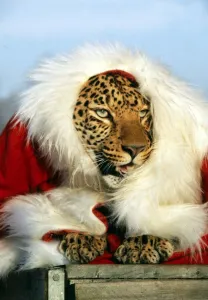 Santa Claws - Mousey the Leopard at Southam Tiger Park, Warkwickshire December 1981 Santa Claws - Mousey the Leopard at Southam Tiger Park, Warkwickshire December 1981