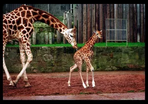 Savannah the Giraffe Edinburgh zoo January 1998 mother Savannah the Giraffe Edinburgh zoo January 1998 mother