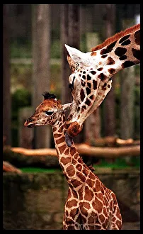 Savannah giraffe Edinburgh Zoo January 1998 first public appearance of baby giraffe Savannah giraffe Edinburgh Zoo January 1998 first public appearance of baby giraffe