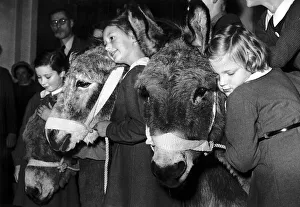 School children save a donkey by raising £60 so they can go to a retirement farm School children save a donkey by raising £60 so they can go to a retirement farm