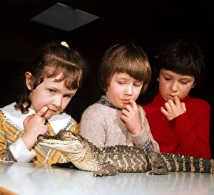School children studying a baby alligator in a zoology lesson at Bent Primary School in School children studying a baby alligator in a zoology lesson at Bent Primary School in