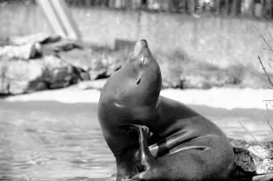 A sea lion in his enclosure at London Zoo February 1975 75-01007-013 A sea lion in his enclosure at London Zoo February 1975 75-01007-013