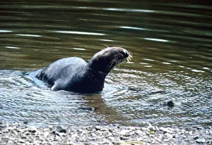 This seal pictured here died in the Thames despite Police bid to save it This seal pictured here died in the Thames despite Police bid to save it