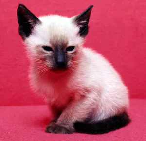 A Seal point kitten February 1989 animal animals cute young cats cat A Seal point kitten February 1989 animal animals cute young cats cat
