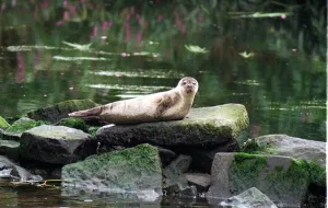 A seal spotted in the River Clyde at Dalmarnock sits on a rock A seal spotted in the River Clyde at Dalmarnock sits on a rock