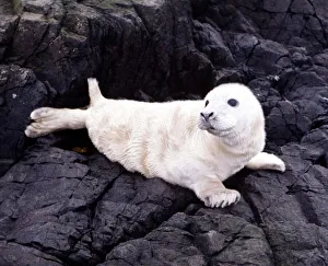 Seals on the Farne Island off the Northumberland coast in Northern England November 1972 Seals on the Farne Island off the Northumberland coast in Northern England November 1972