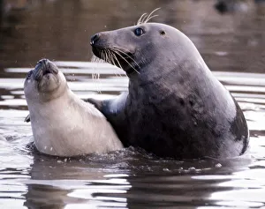 Seals on the Farne Island off the Northumberland coast in Northern England November 1972 Seals on the Farne Island off the Northumberland coast in Northern England November 1972