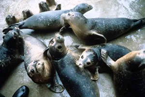 Seals at the Sea sanctuary in Norfolk - November 1987 Seals at the Sea sanctuary in Norfolk - November 1987