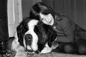 Sebastian the St Bernard that got lost and changed hands three times Sebastian the St Bernard that got lost and changed hands three times