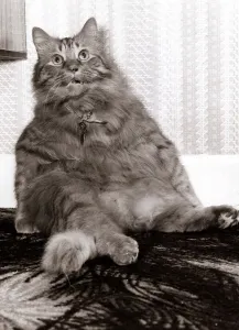 Shandy the fat cat - October 1979 sitting upright like a human Shandy the fat cat - October 1979 sitting upright like a human