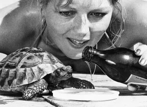 Shauna Kyle with her tortoise Nippy who drinks beer 1977 Shauna Kyle with her tortoise Nippy who drinks beer 1977