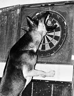 Sheba the Alsatian - the mixed-up dog who seems to think she's a retriever Sheba the Alsatian - the mixed-up dog who seems to think she's a retriever