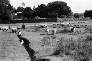 Sheep grazing on village streets in Goathland, North Yorkshire. September 1971 Sheep grazing on village streets in Goathland, North Yorkshire. September 1971