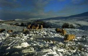 Sheep on the snow in Crask in the northern Highlands of Scotland which has been recorded Sheep on the snow in Crask in the northern Highlands of Scotland which has been recorded