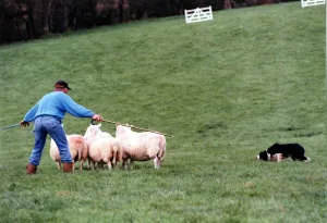 Sheepdog trails - Competitor herding his sheep with sheepdog. 25th August 1993 Sheepdog trails - Competitor herding his sheep with sheepdog. 25th August 1993