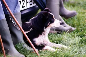 Sheepdogs Trails - Sheepdog waiting to take part in trials. 25th August 1993 Sheepdogs Trails - Sheepdog waiting to take part in trials. 25th August 1993